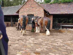 Dray horses Blists Hill